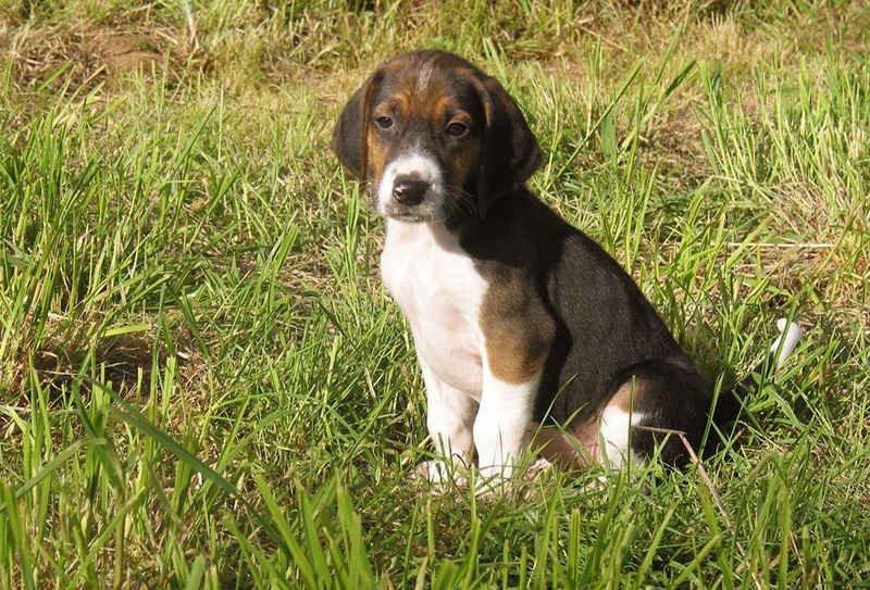 Poitevin Dog Breed Image 15