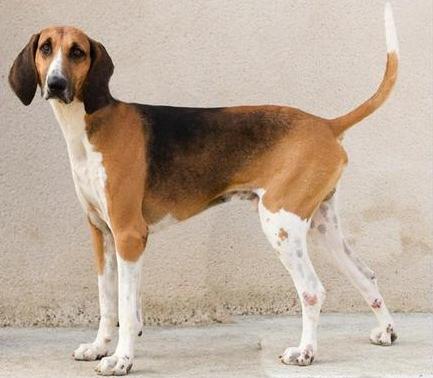 Poitevin Dog Breed Image 16