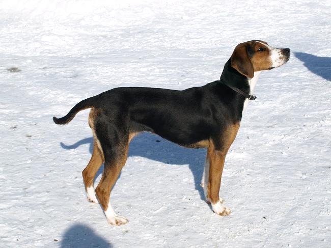 Poitevin Dog Breed Image 17