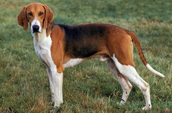 Poitevin Dog Breed Image 18