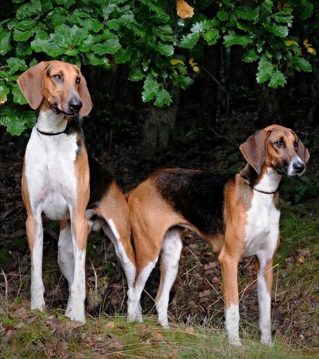 Poitevin Dog Breed Image 3