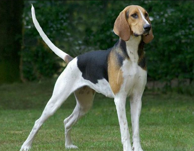 Poitevin Dog Breed Image 4