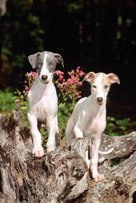 Polish Greyhound Dog Breed Image 11