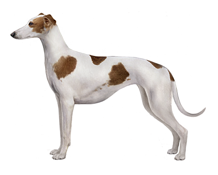 Polish Greyhound Dog Breed Image 17