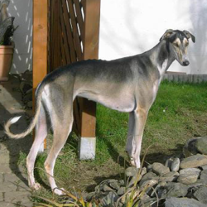 Polish Greyhound Dog Breed Image 19