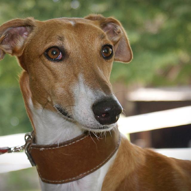 Polish Greyhound Dog Breed Image 4