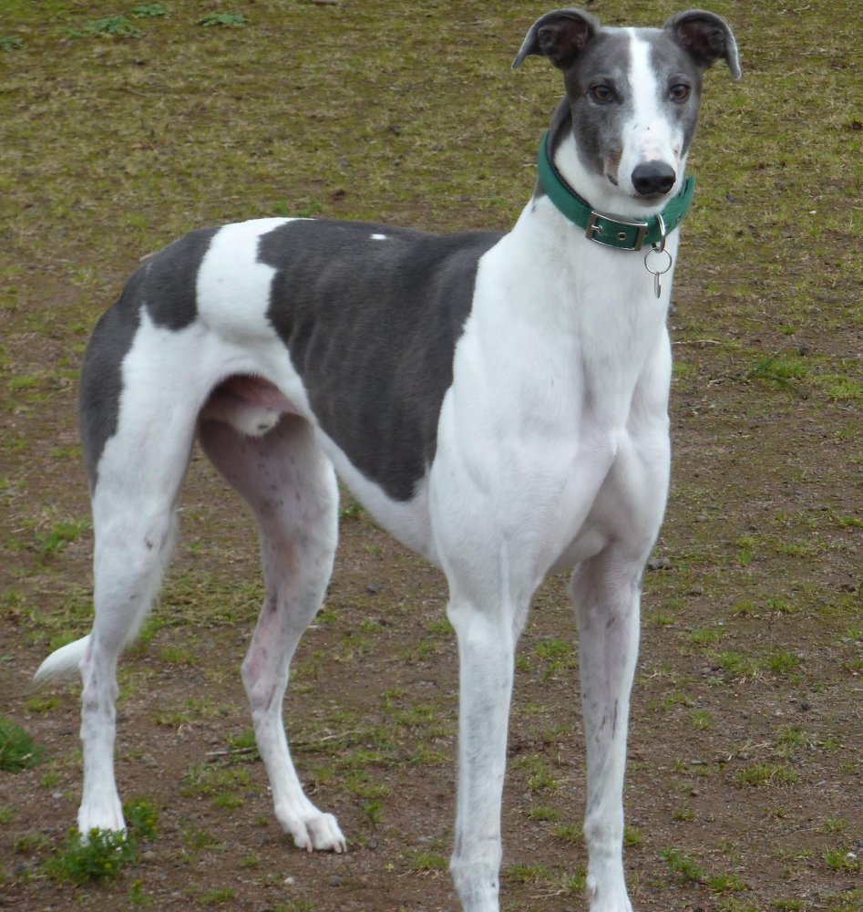 Polish Greyhound Dog Breed Image 5