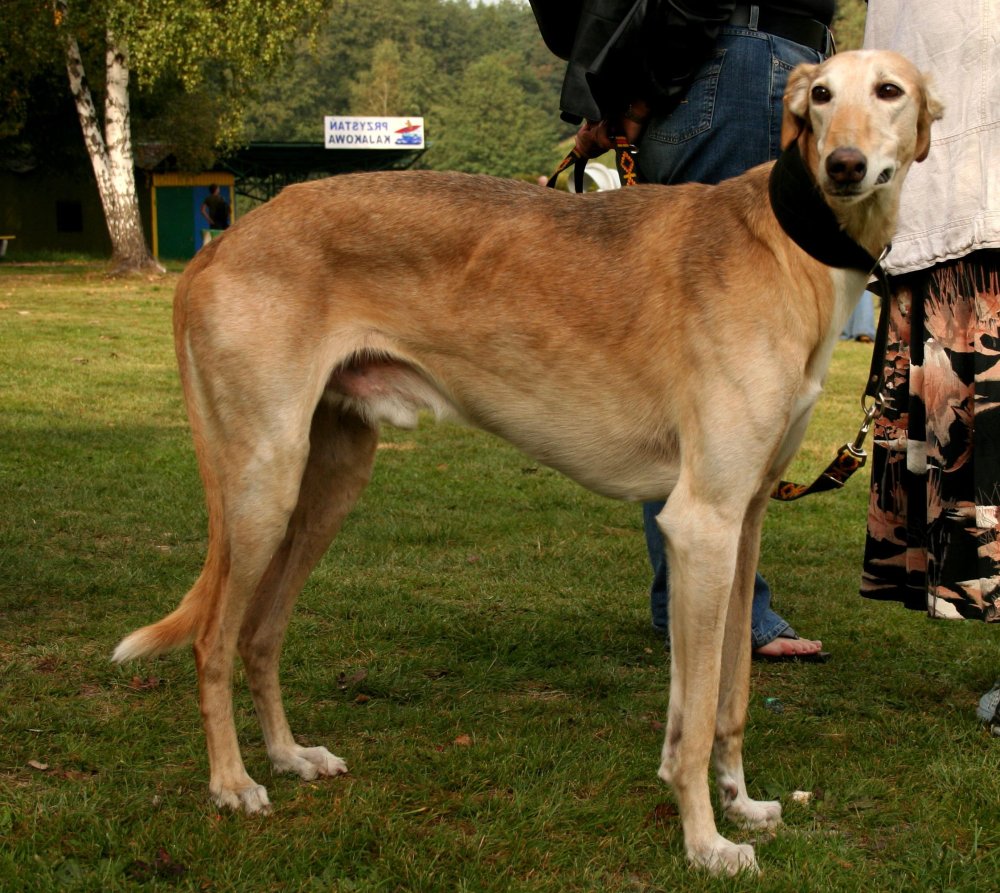 Polish Greyhound Dog Breed Image 7