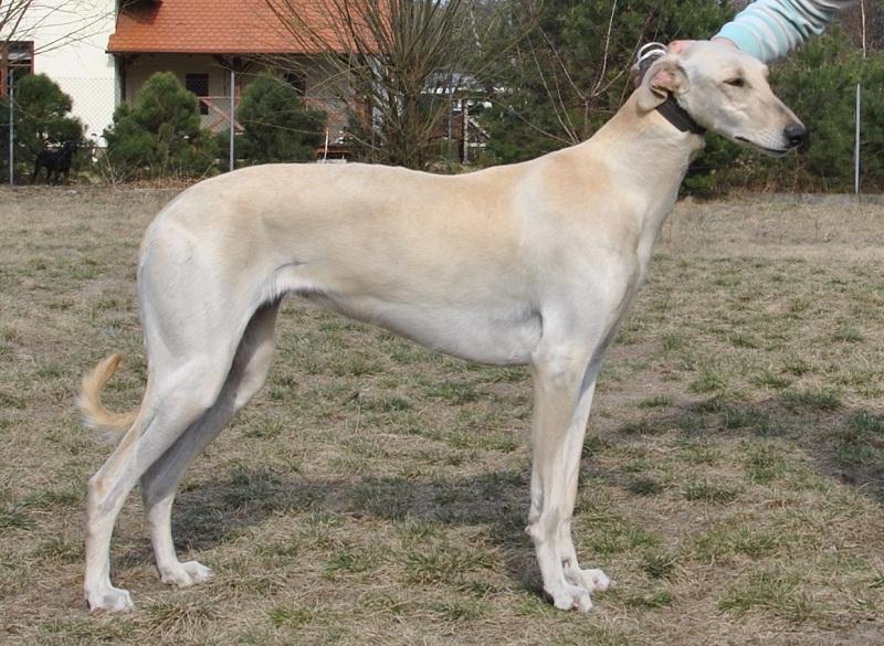 Polish Greyhound Dog Breed Image 9