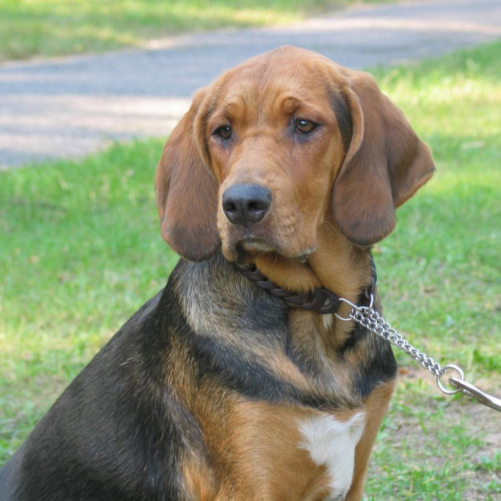 Polish Hound Dog Breed Image 1