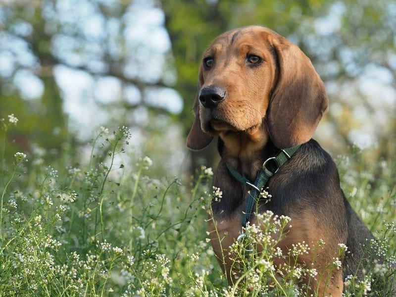 Polish Hound Dog Breed Image 10