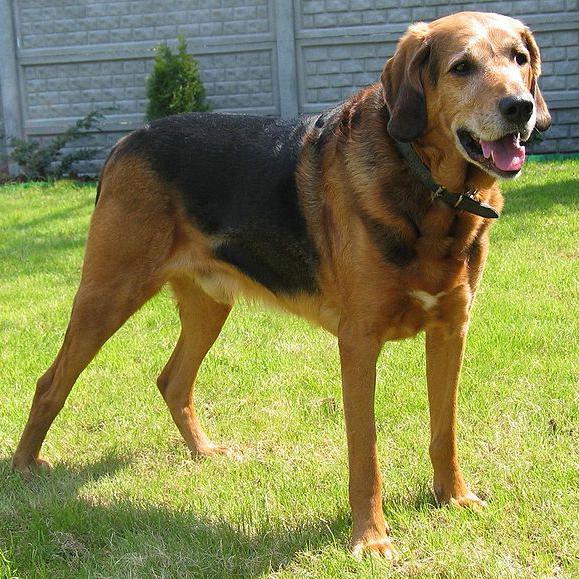 Polish Hound Dog Breed Image 13