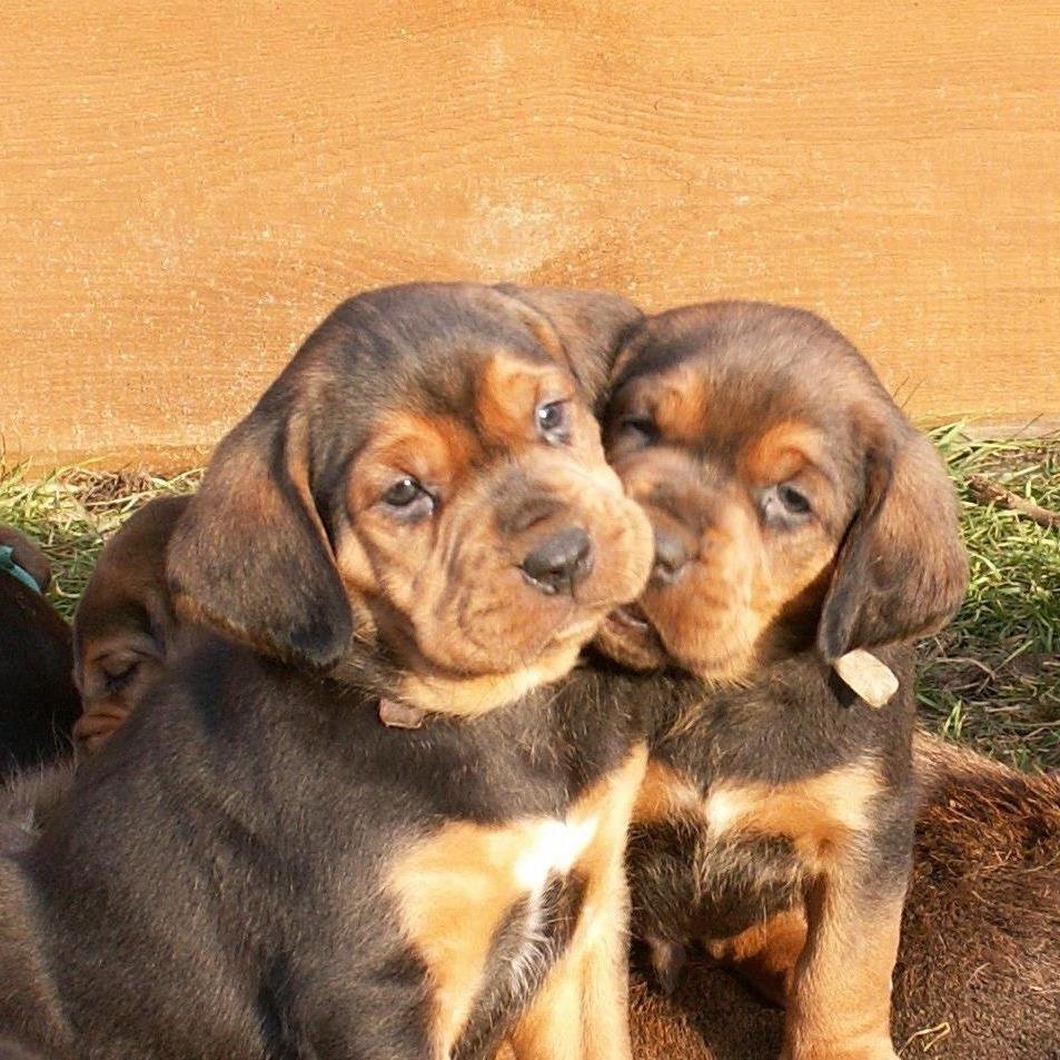 Polish Hound Dog Breed Image 14