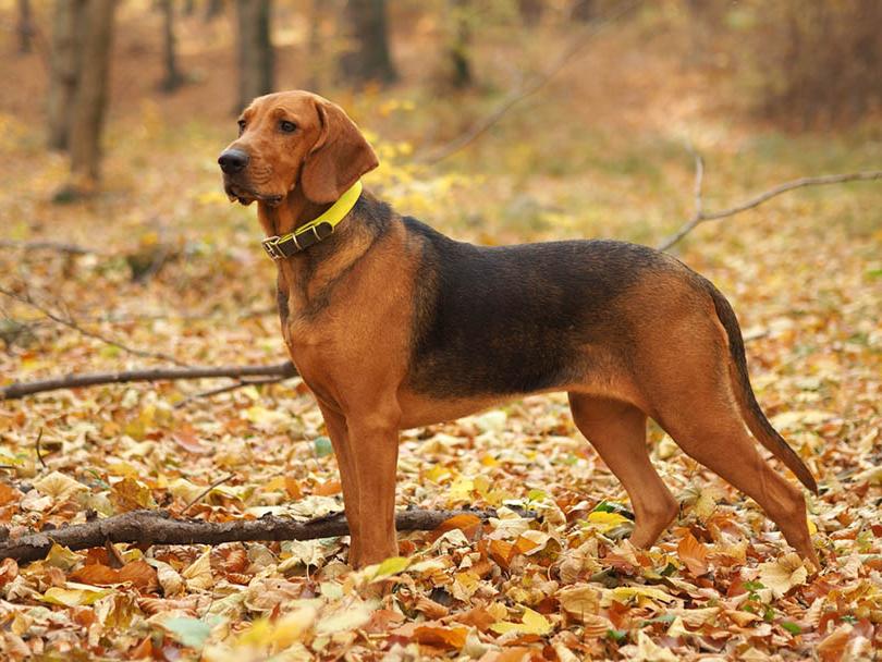 Polish Hound Dog Breed Image 3