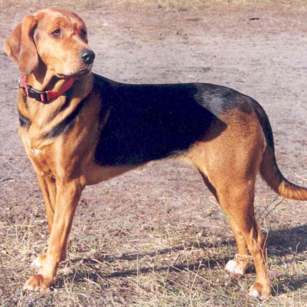 Polish Hound Dog Breed Image 6