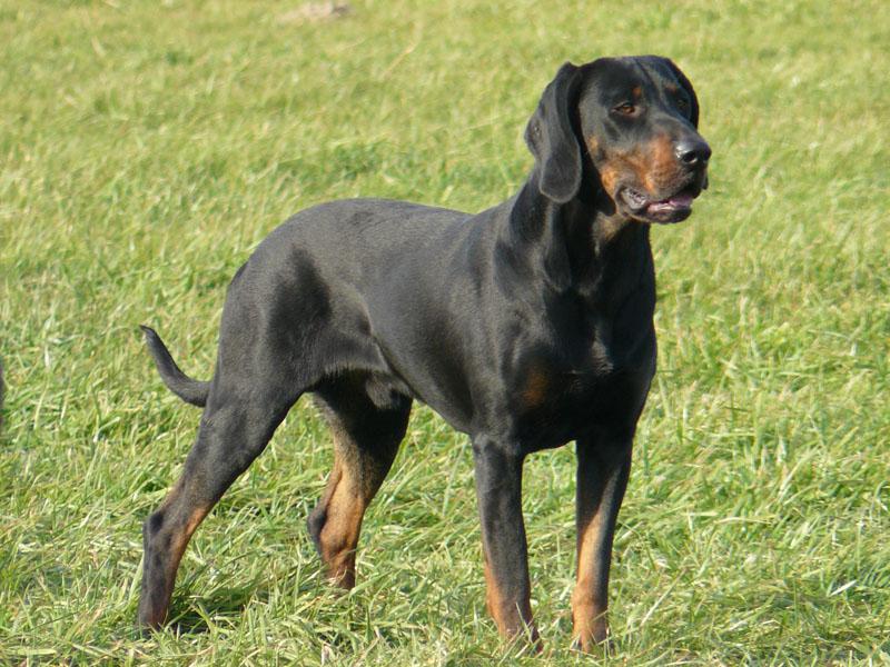 Polish Hound Dog Breed Image 7