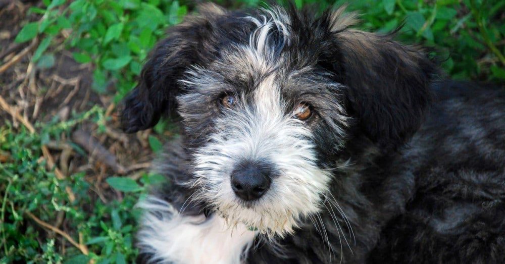 Polish Lowland SheepDog Breed Image 19