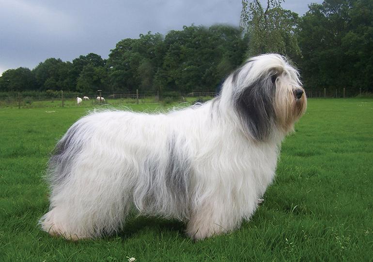 Polish Lowland SheepDog Breed Image 6