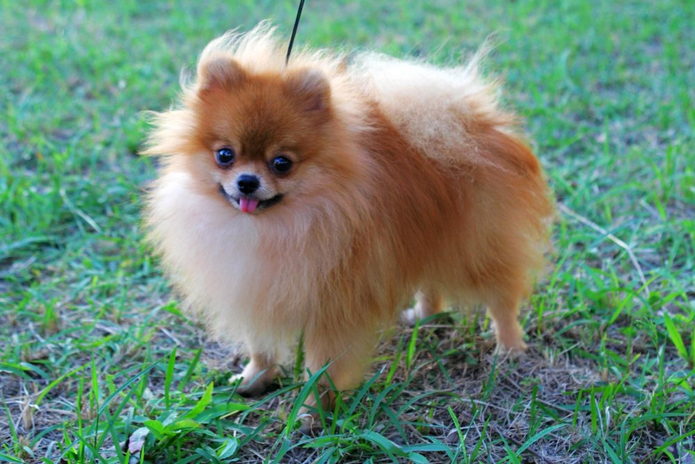 Pomeranian Dog Breed Image 12