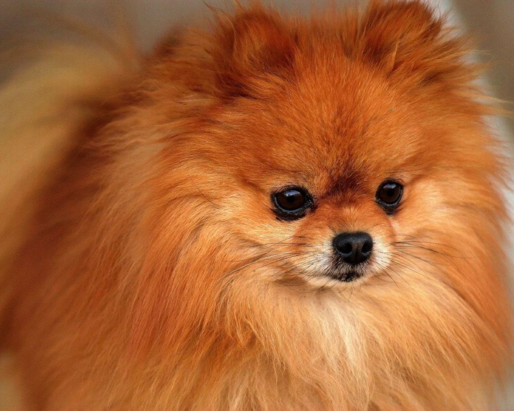 Pomeranian Dog Breed Image 15