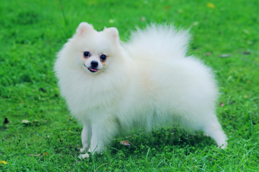 Pomeranian Dog Breed Image 19