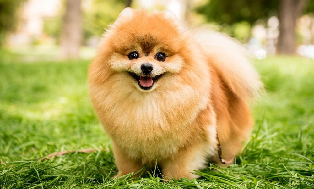 Pomeranian Dog Breed Image 2