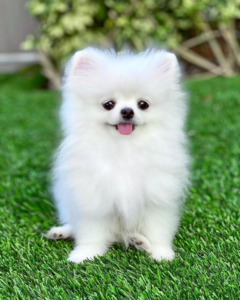 Pomeranian Dog Breed Image 6