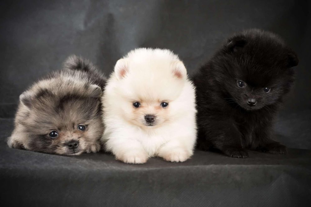 Pomeranian Dog Breed Image 7