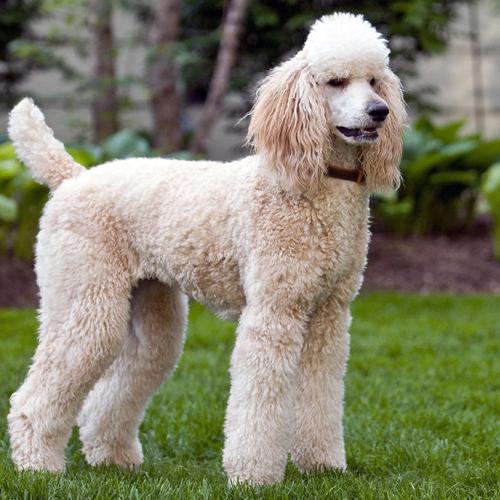 Poodle Standard Dog Breed Image 10