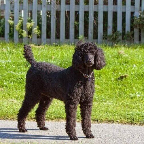 Poodle Standard Dog Breed Image 11