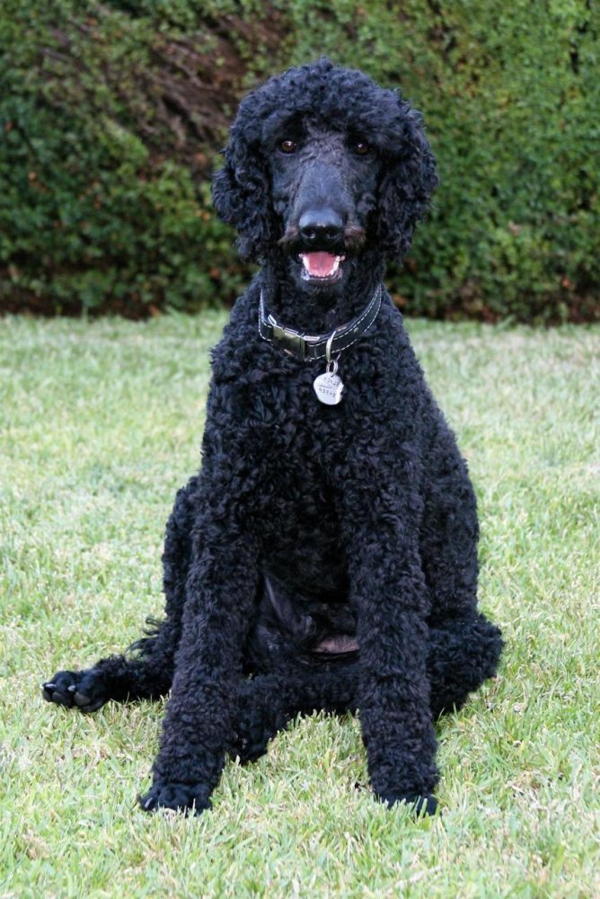 Poodle Standard Dog Breed Image 16