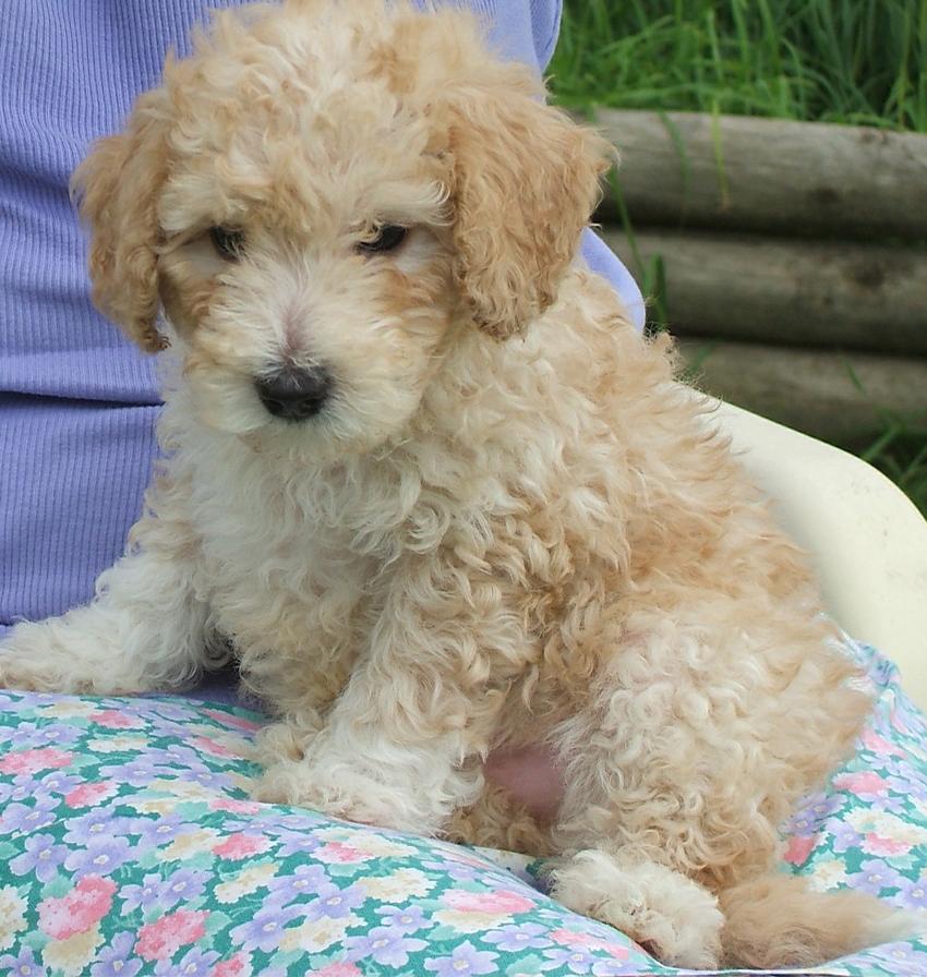 Poodle Standard Dog Breed Image 20