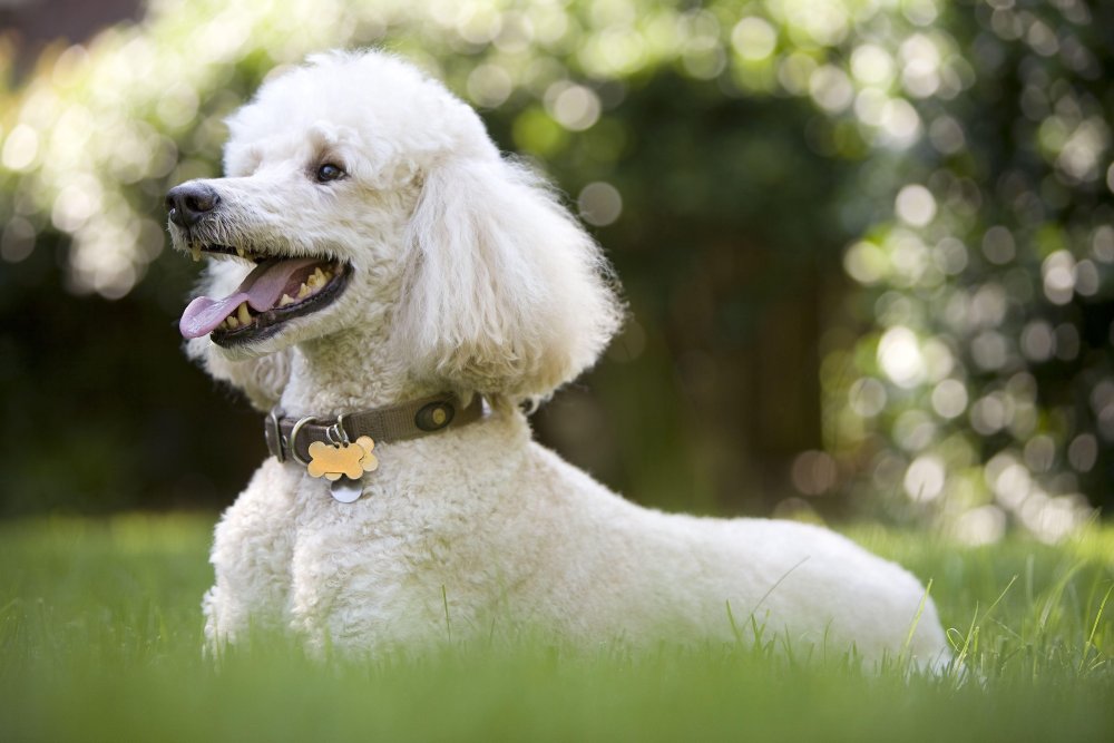 Poodle Standard Dog Breed Image 6