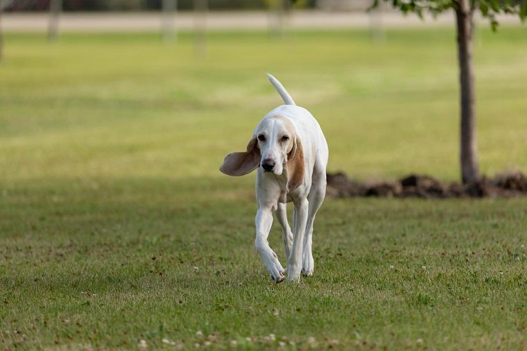 Porcelaine Dog Breed Image 17