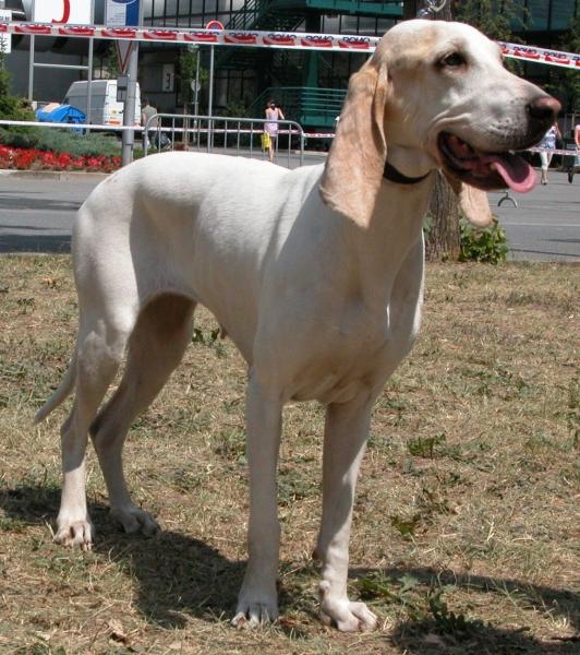 Porcelaine Dog Breed Image 20