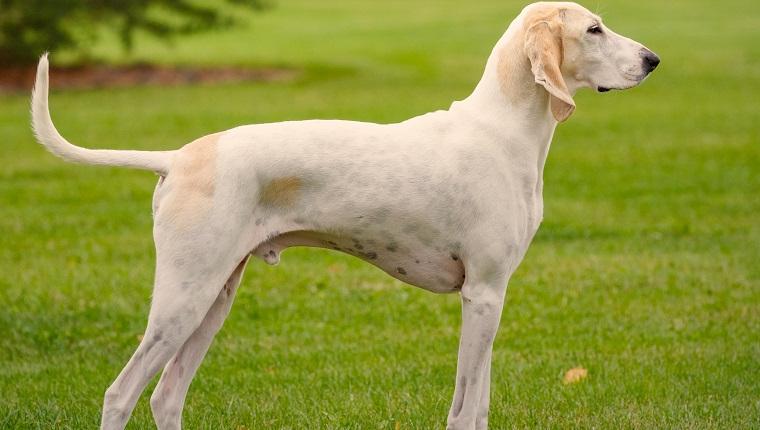 Porcelaine Dog Breed Image 5