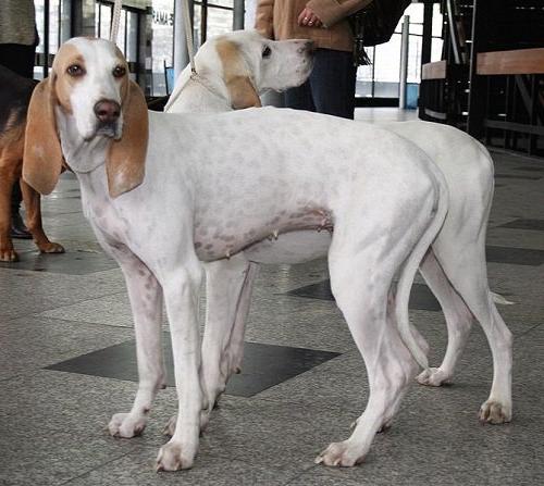 Porcelaine Dog Breed Image 6