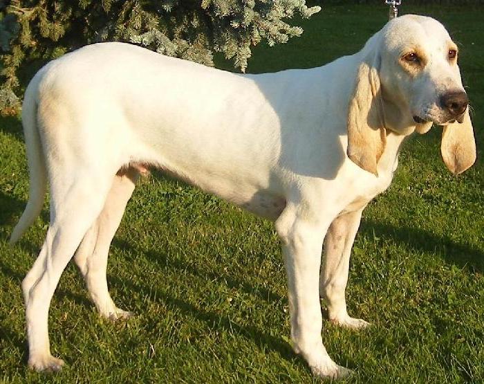 Porcelaine Dog Breed Image 7