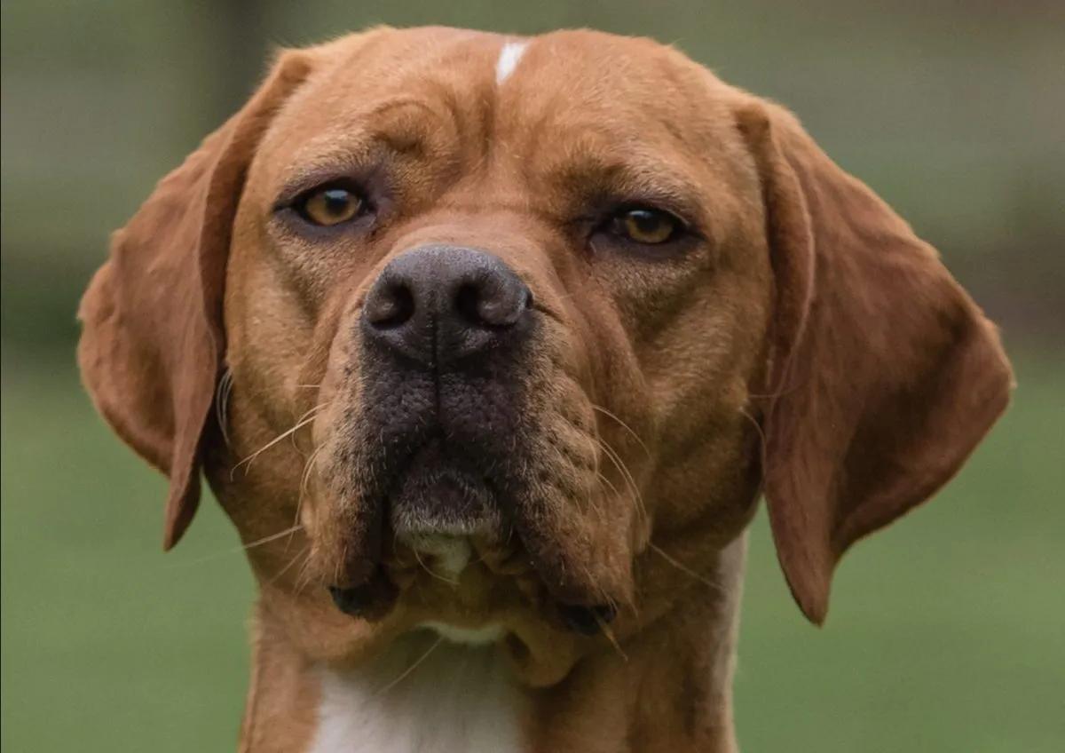 Portuguese Pointer Dog Breed Image 12