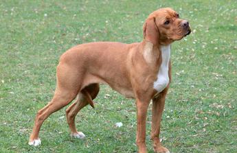 Portuguese Pointer Dog Breed Image 16