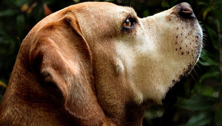 Portuguese Pointer Dog Breed Image 17