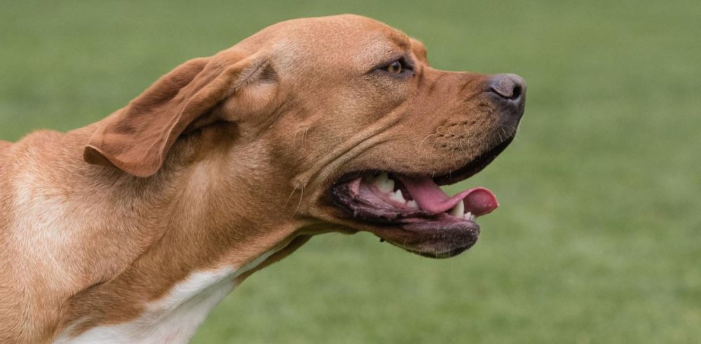 Portuguese Pointer Dog Breed Image 6