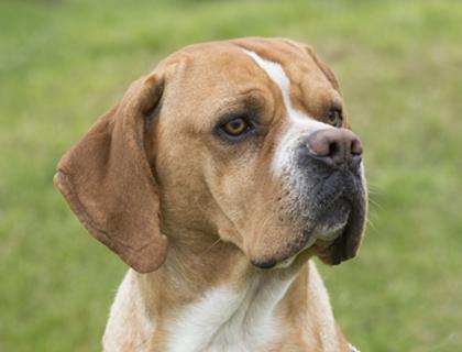 Portuguese Pointer Dog Breed Image 8