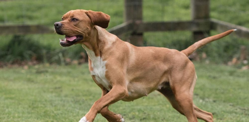 Portuguese Pointer Dog Breed Image 9