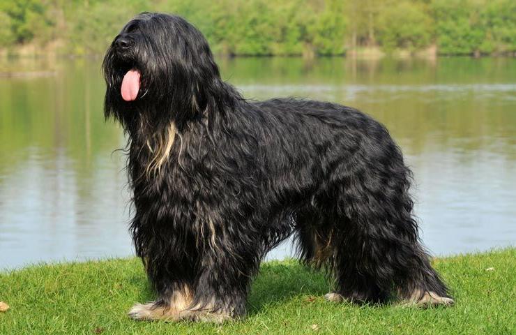 Portuguese SheepDog Breed Image 11