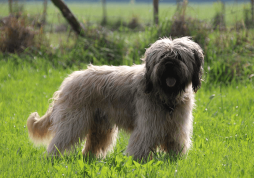 Portuguese SheepDog Breed Image 18