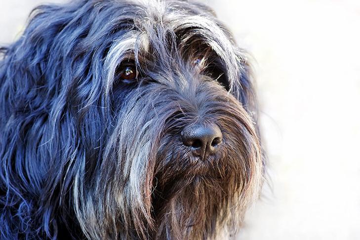 Portuguese SheepDog Breed Image 2