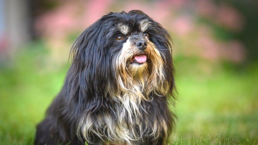 Portuguese SheepDog Breed Image 5