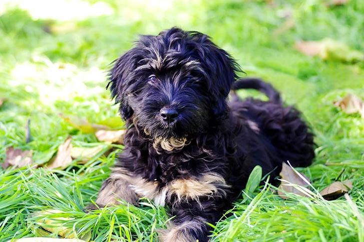 Portuguese SheepDog Breed Image 7