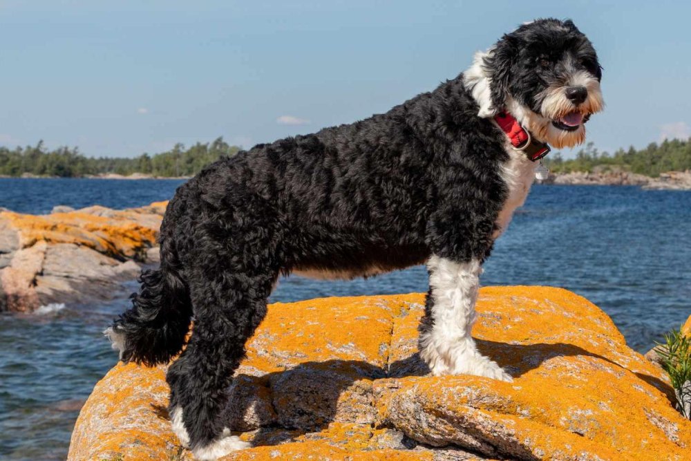 Portuguese Water Dog Breed Image 15